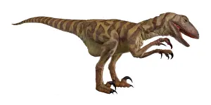 Saurischian: Velociraptor