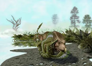Velociraptor: A Velociraptor attacks a Protoceratops