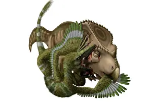 Velociraptor: A Velociraptor attacks a Protoceratops