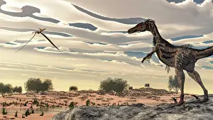 Pteranodon: Velociraptor dinosaur observing a pteranodon flying over ?