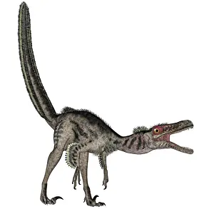 Velociraptor: Velociraptor dinosaur roaring, white background