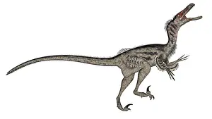 Velociraptor: Velociraptor dinosaur roaring, white background