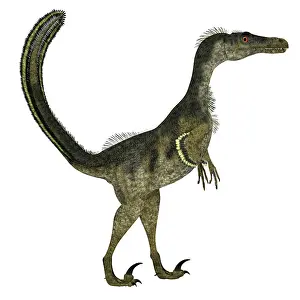 Dromaeosaurid: Velociraptor dinosaur, side view on white background
