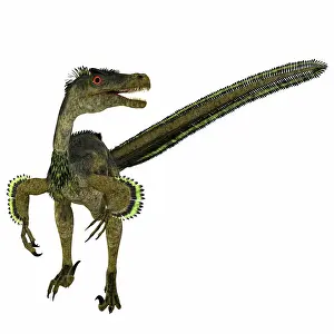 Mongolia: Velociraptor dinosaur, front view on white background