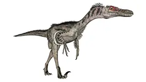 Velociraptor: Velociraptor dinosaur, white background