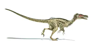 Velociraptor: Velociraptor dinosaur on white background