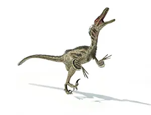 Velociraptor: Velociraptor dinosaur on white background