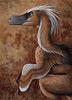 Contour: Velociraptor, a dromaeosaurid dinosaur of the Cretaceous ?