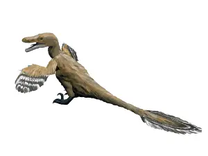 Dromaeosaurid: Velociraptor mongoliensis, Late Cretaceous of Mongolia