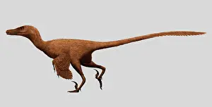 Mongoliensis: Velociraptor mongoliensis was a mid-sized dinosaur from the