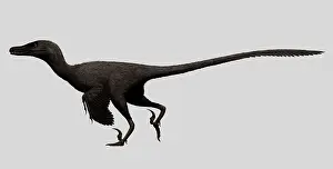 Mongoliensis: Velociraptor mongoliensis was a mid-sized dinosaur from the