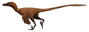 Mongoliensis: Velociraptor mongoliensis was a mid-sized dinosaur from the
