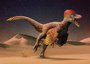 Mongolia: Velociraptor mongoliensis running across the Mongolian