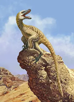 Loudly: A Velociraptor screams loudly while perched on