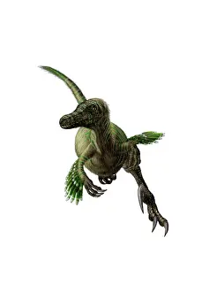 Velociraptor: Velociraptor, white background