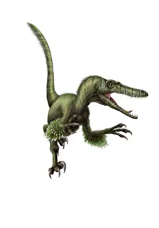 Velociraptor: Velociraptor, white background