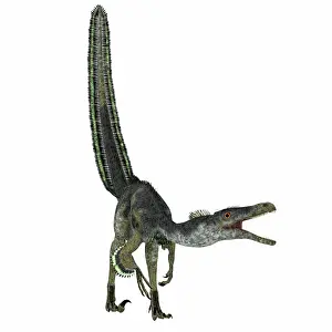 Flightless: Velociraptor on white background