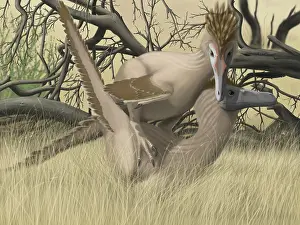Flirting: Two Velociraptor's during mating season