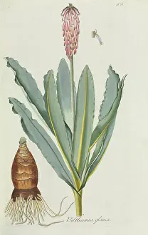 Glauca: Veltheimia glauca, lily
