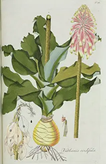 Nicolaus: Veltheimia viridiflora, lily