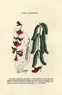 Ayurveda: Velvet bean, Mucuna pruriens