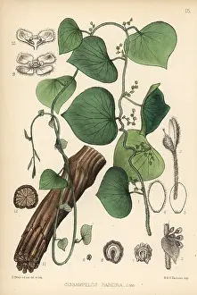 Hanhart: Velvetleaf, Cissampelos pareira