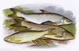 Grayling: Vendace, Gwyniad and Grayling