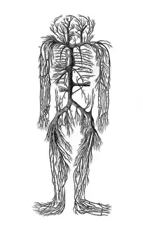 Veins: VENOUS SYSTEM 18TH C