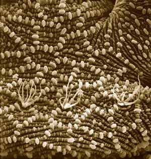 Ventral: Ventral surface of a mite from the prostigmatic species