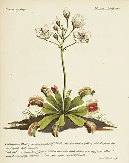 Flytrap: Venus flytrap, Dion muscipula