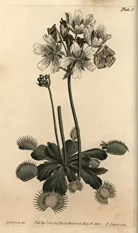 Flytrap: Venus flytrap, Dionaea muscipula, carnivorous plant
