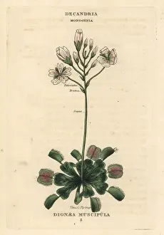 Duppa: Venus flytrap, Dionaea muscipula