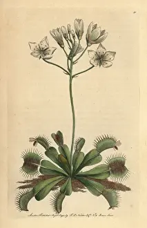 Flytrap: Venus flytrap, Dionaea muscipula Carnivorous plant