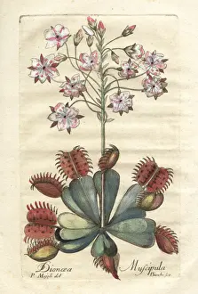 Cesare Majoli: Venus flytrap, Dionaea muscipula, vulnerable