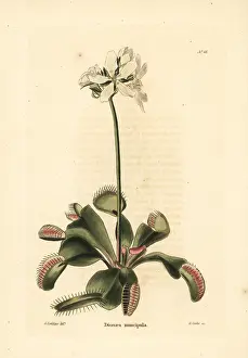 Loddiges: Venus flytrap, Dionaea muscipula. Vulnerable