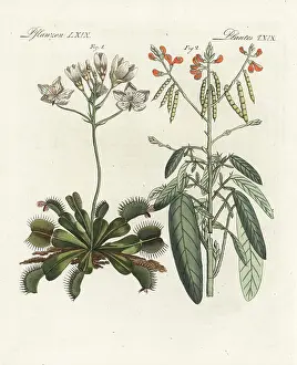 Trembling: Venus flytrap and trembling plant