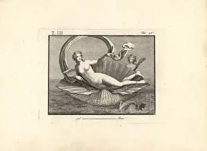 Amore: Venus naked reclining on a seashell