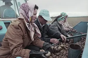Potatoes: Vera Private Farm