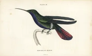Trochilus: Veraguan mango, Anthracothorax veraguensis