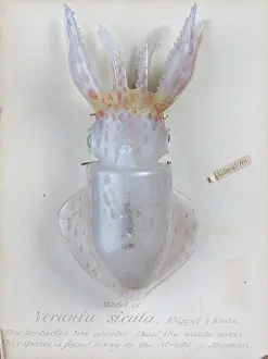 Cephalopoda: Verania sicula, squid