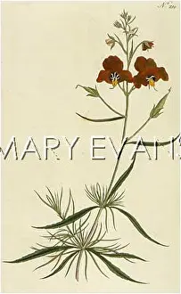 Verbascum: VERBASCUM LINEARIS