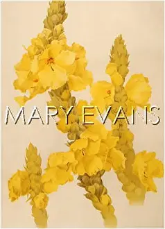 Mullein: VERBASCUM PHLOMOIDES