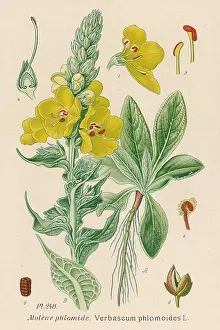 Verbascum: Verbascum Phlomoides - Orange mullein