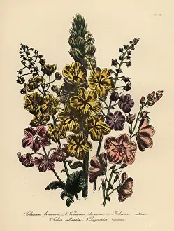 Loudon: Verbascum species