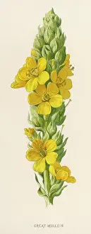 Mullein: VERBASCUM THAPSUS