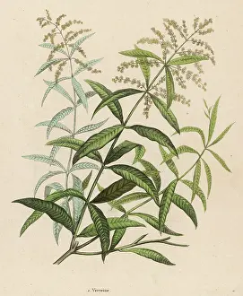 Verbena: VERBENA