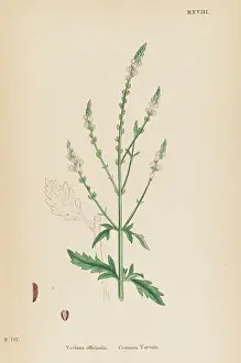 Verbena: VERBENA OFFICINALIS