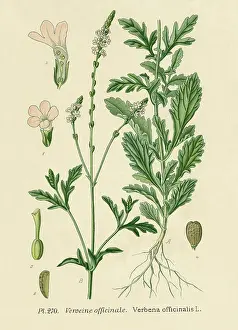 Verbena: VERBENA OFFICINALIS