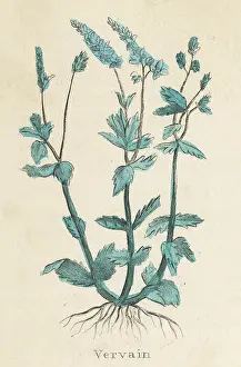 Verbena: VERBENA OFFICINALIS