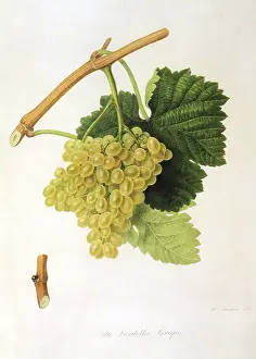Vitis: Verdelho Grapes